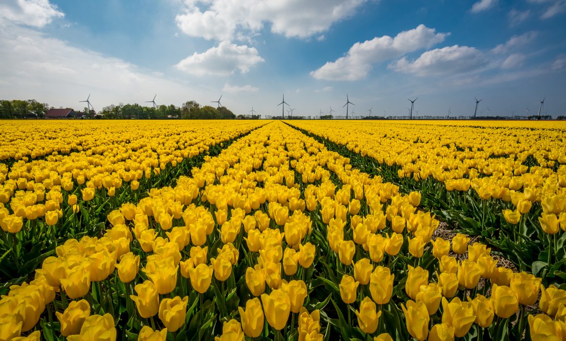 Netherlands Tulip Festival